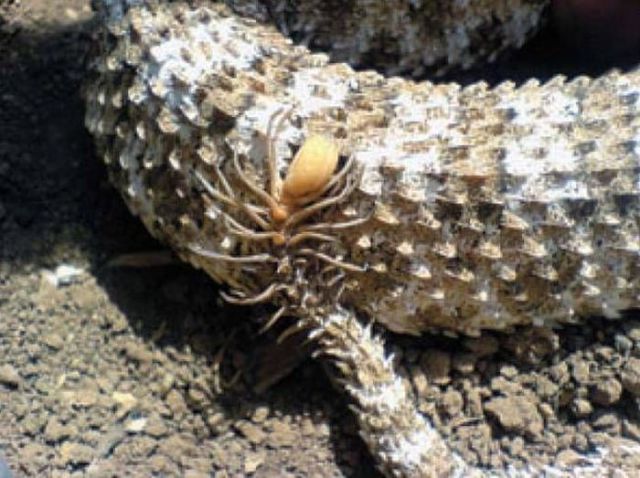 A Snake-Spider Combination That Will Give You the Creeps