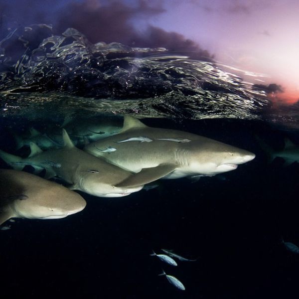 National Geographic’s Instagram Account Totally Awesome
