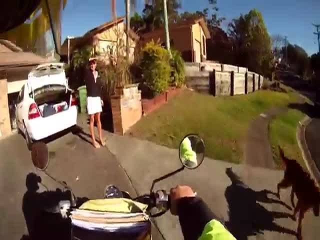 Australian Mailman Films All the Dogs He Meets on His Route Everyday  (VIDEO)