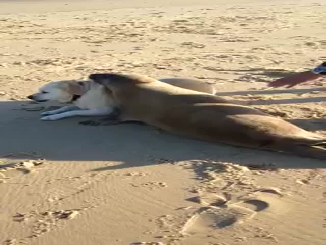 Seal Wants to Cuddle with Dog 