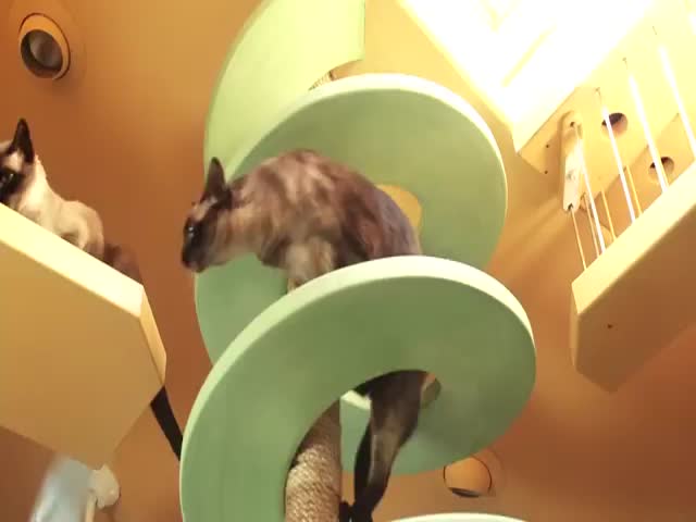 Man Turned His House into an Indoor Cat Playland and It's Awesome 
