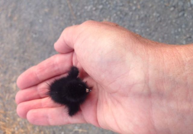 The Sweetest Little Bird found in Petaluma