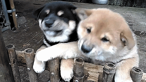 The Funniest GIFs to Make Your Day