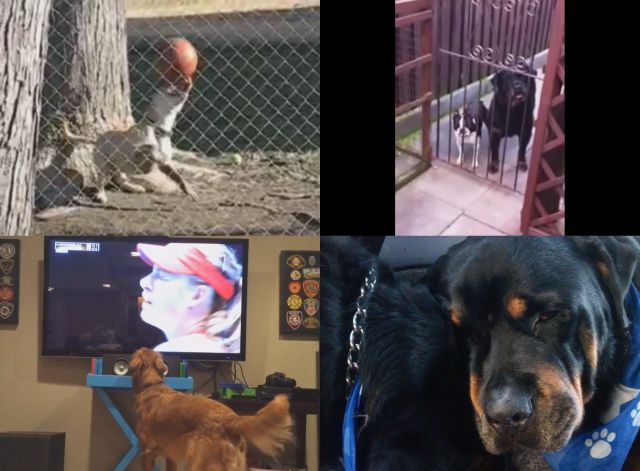 Four Dog Videos Not to Be Missed This Week
