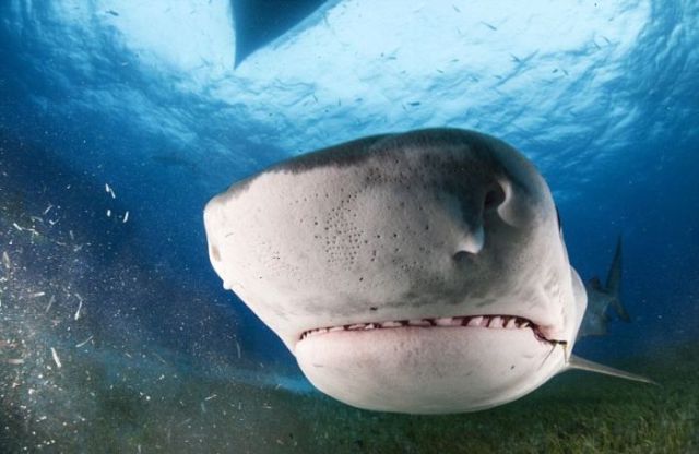 Photographer Gets Up Close and Personal with a Shark’s Mouth