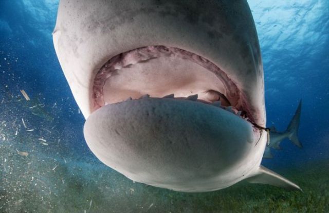 Photographer Gets Up Close and Personal with a Shark’s Mouth