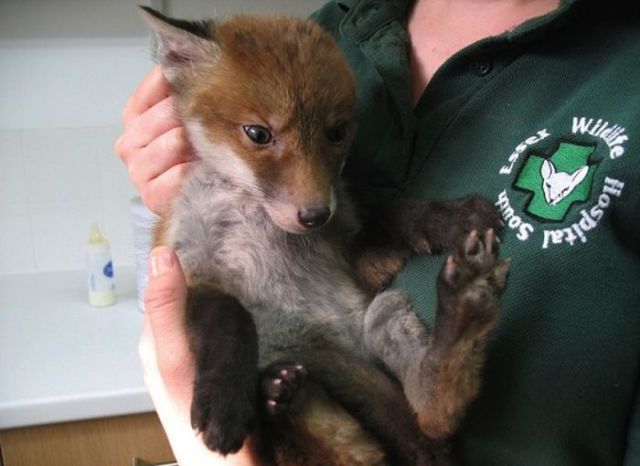 All This Wild Fox Really Needed was a Warm Bath