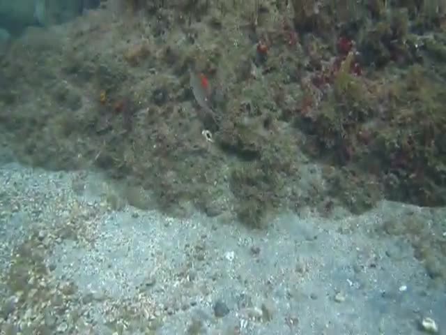 You Have 3 Seconds to Spot the Octopus  (VIDEO)