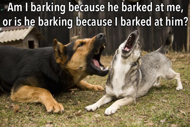 What Your Dog Is Really Thinking