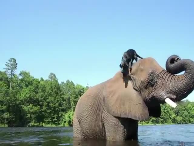 The Cutest Unusual Friendships  (VIDEO)