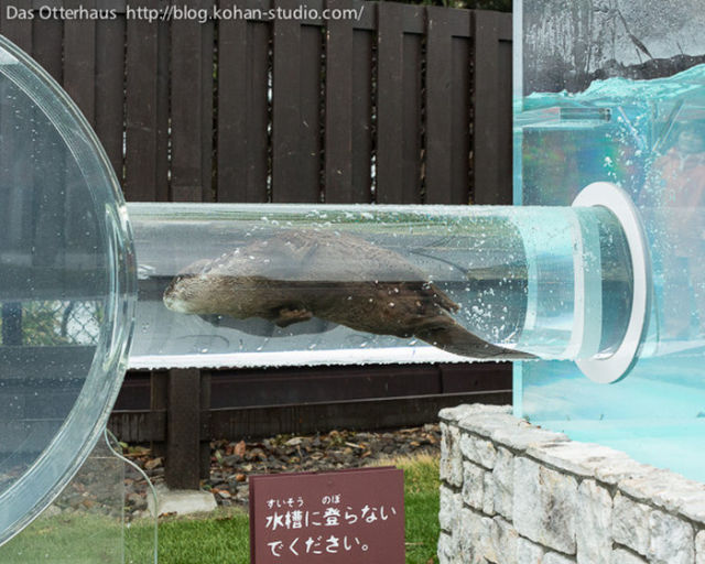 A Sweet Otter Exhibit in Japan