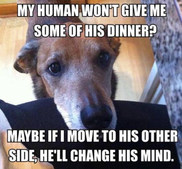 Stuff That Only Dog Owners Can Totally Relate to
