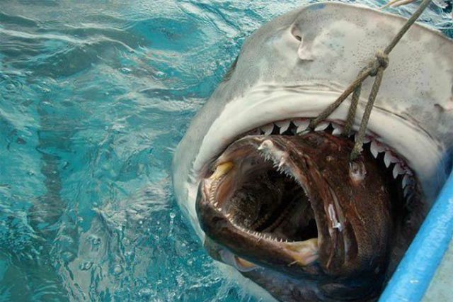 The Most Frightening Ocean Creatures in the World