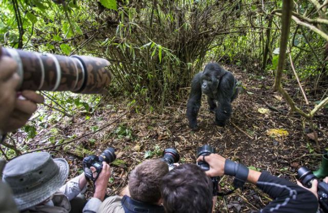 Photographer Gets Sucker Punched by a Gorilla