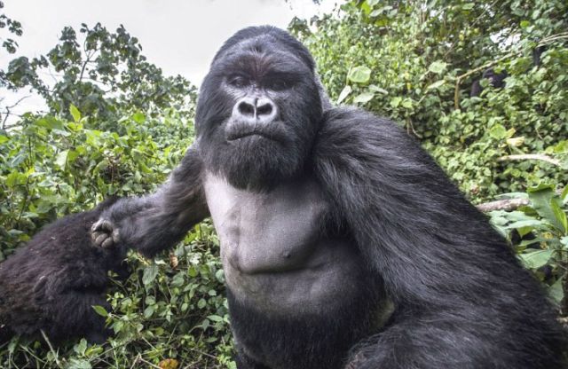 Photographer Gets Sucker Punched by a Gorilla