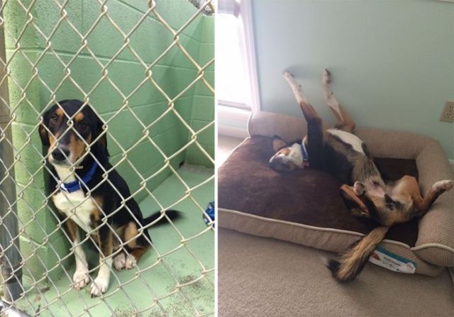 Shelter Animals Are Visibly Happier When They Get a New Home