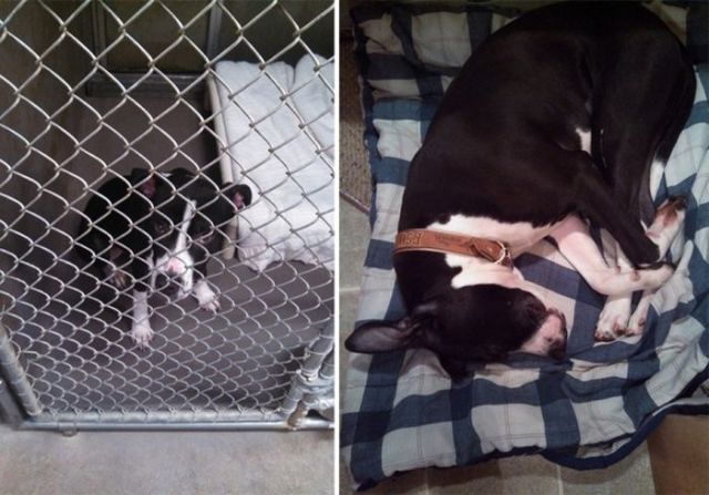 Shelter Animals Are Visibly Happier When They Get a New Home