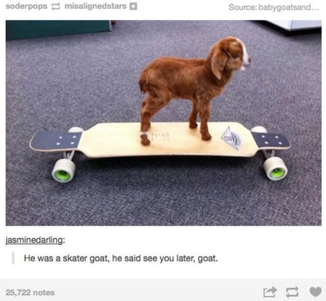 Hilarious Animal Posts on Tumblr