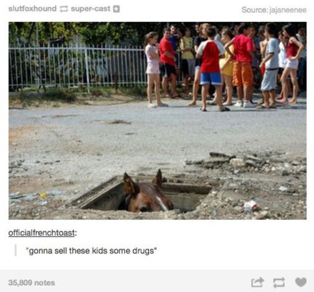 Hilarious Animal Posts on Tumblr