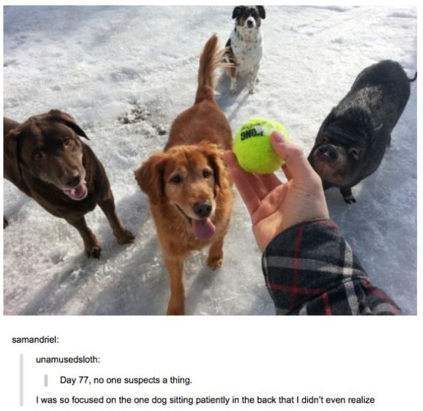 Hilarious Animal Posts on Tumblr