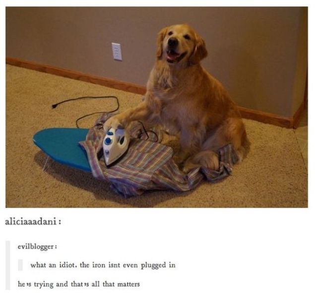Hilarious Animal Posts on Tumblr