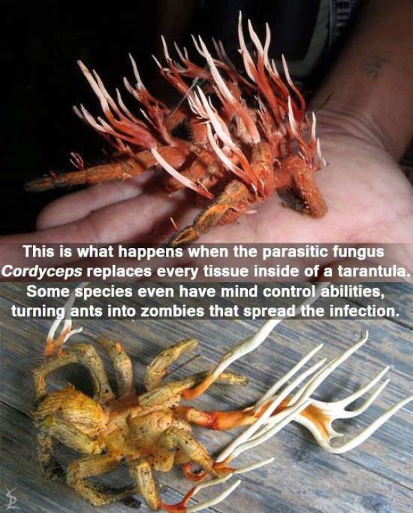 Nature Is Actually Quite Frightening