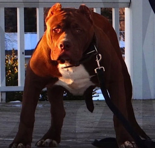The Biggest Pitbull On the Planet