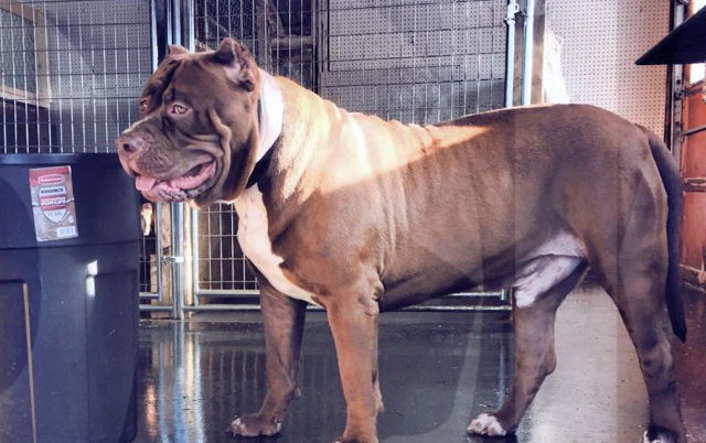 The Biggest Pitbull On the Planet