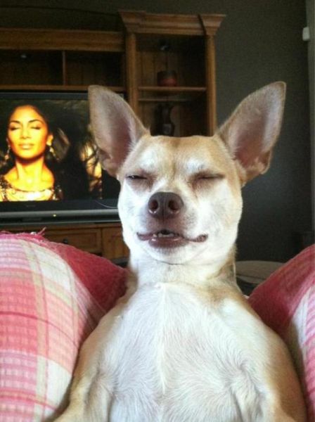 Dog Photos That Were Timed to Perfection with Hilarious Results