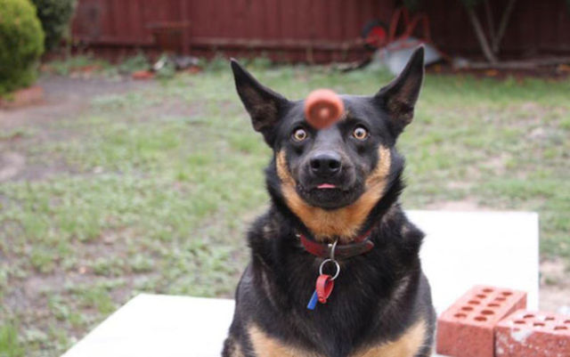 Dog Photos That Were Timed to Perfection with Hilarious Results