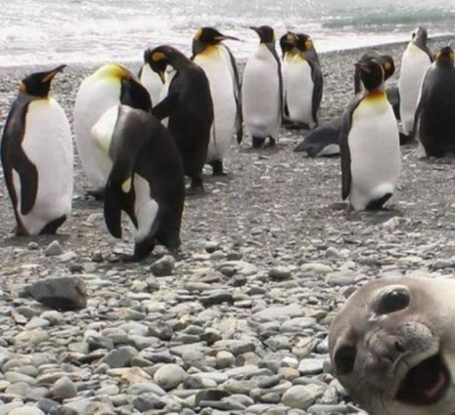 A Bit of Photobombing Awesomeness to Make Your Day