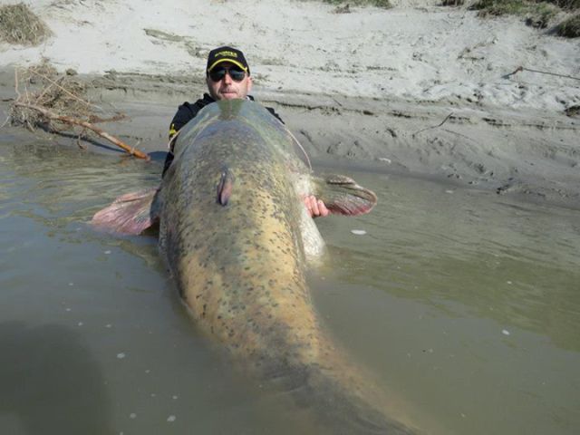 Fisherman Lands a Giant Catfish Catch