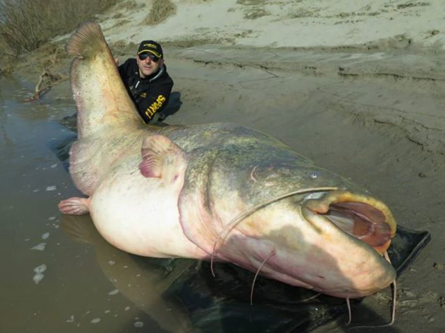 Fisherman Lands a Giant Catfish Catch