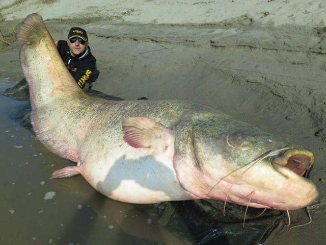 Fisherman Lands a Giant Catfish Catch