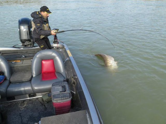 Fisherman Lands a Giant Catfish Catch