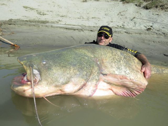 Fisherman Lands a Giant Catfish Catch