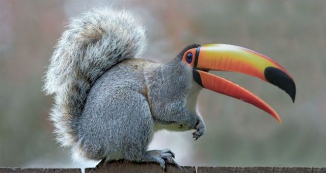 Bizarre Animal Mashups That Are Cute and Creepy at the Same Time