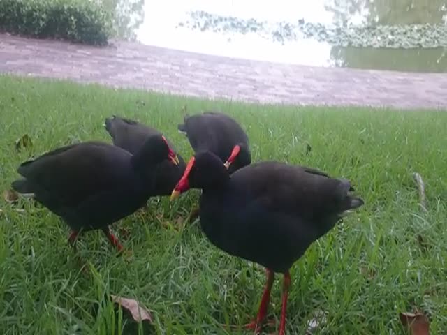 Moorhens Share the Food Given to Them  (VIDEO)