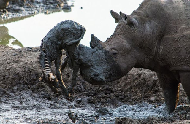 A Rhino Shows Its Nurturing Nature in a Touching Rescue