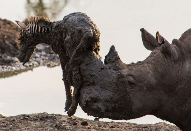 A Rhino Shows Its Nurturing Nature in a Touching Rescue