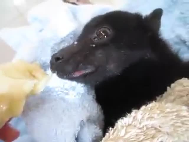 Adorable Bat Eating Banana  (VIDEO)