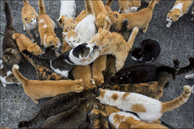 An Island of Cats in Japan