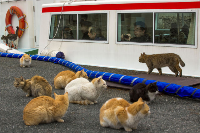 An Island of Cats in Japan