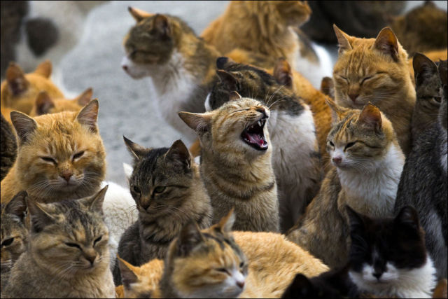 An Island of Cats in Japan