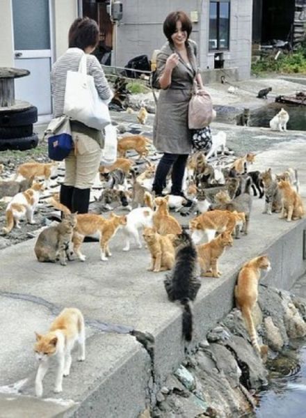 An Island of Cats in Japan