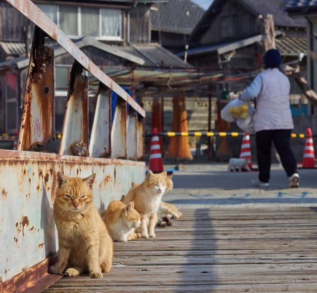 An Island of Cats in Japan