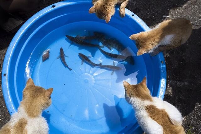 An Island of Cats in Japan