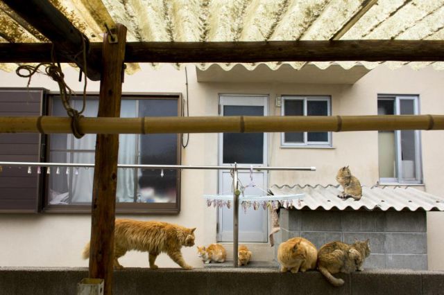 An Island of Cats in Japan
