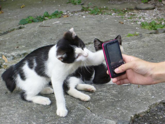 An Island of Cats in Japan