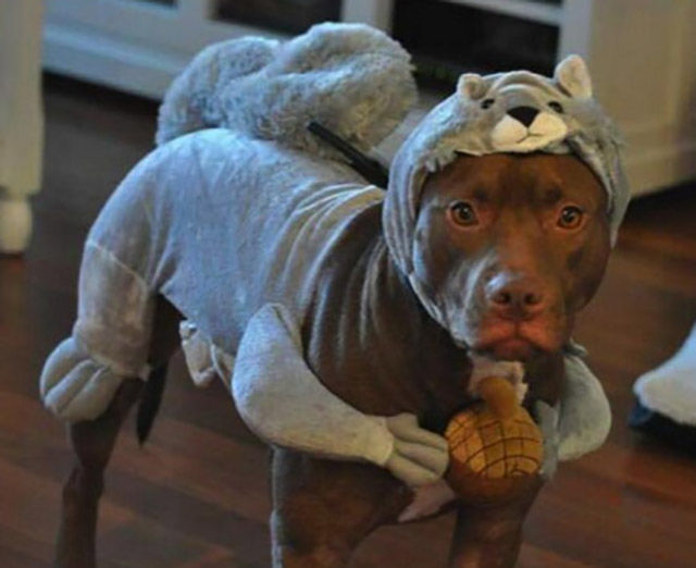 The Top Reasons Why Pitbulls Make the "Worst" Pets